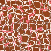 RADIANCE ABSTRACT CARAMEL (thumbnail)