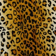 LEOPARD  BEIGE/GOLD (thumbnail)