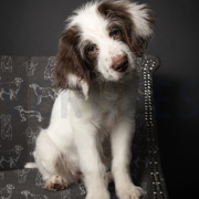 CANVAS DOGS ECRU / GREEN (thumbnail) #6