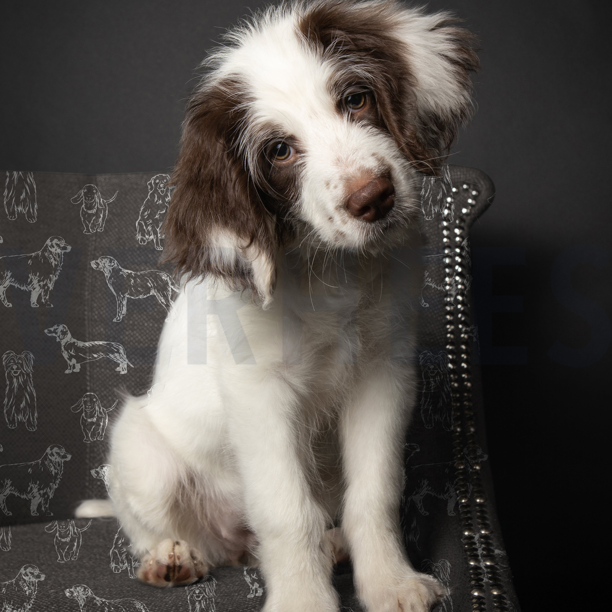 CANVAS DOGS ECRU / GREEN (high resolution) #6