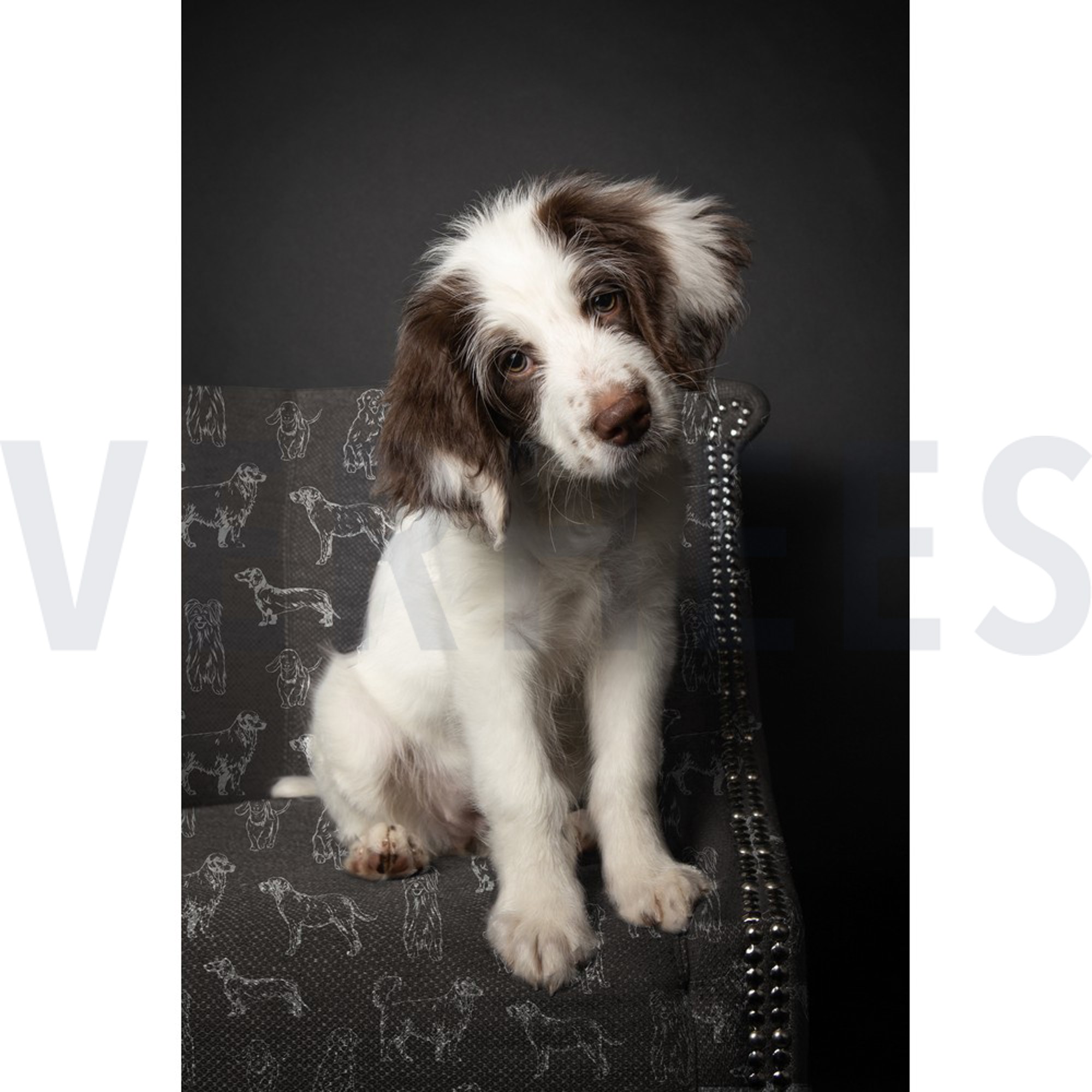 CANVAS DOGS ECRU / GREY (high resolution) #6