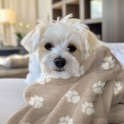 FLEECE DOG PAW DARK GREY (thumbnail) #7