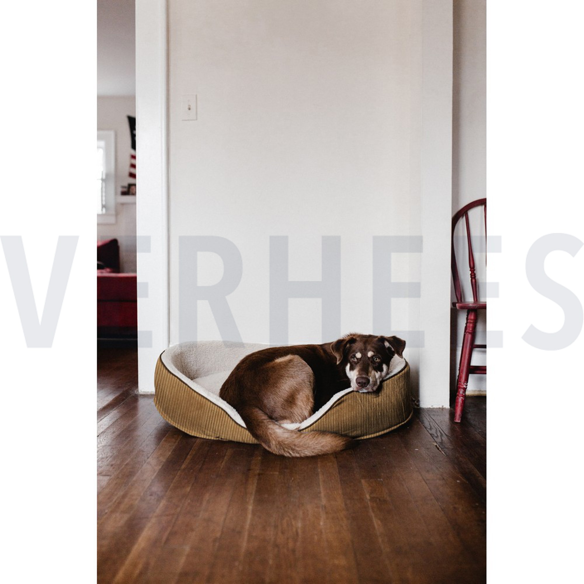 VELOURS DECO CORDUROY CAMEL (high resolution) #7